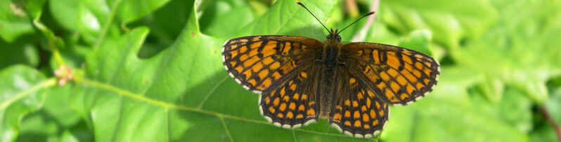 South East Essex Conservation Volunteers